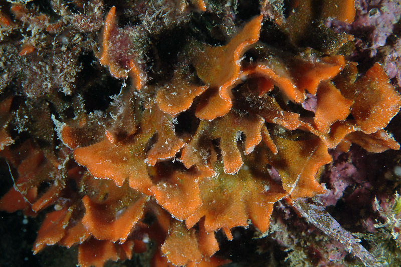 Pentapora fascialis